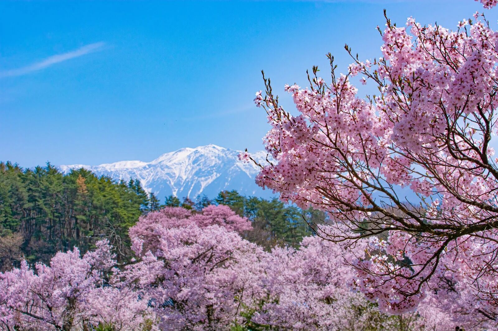 cropzubotty412DSC_0144-t (1)